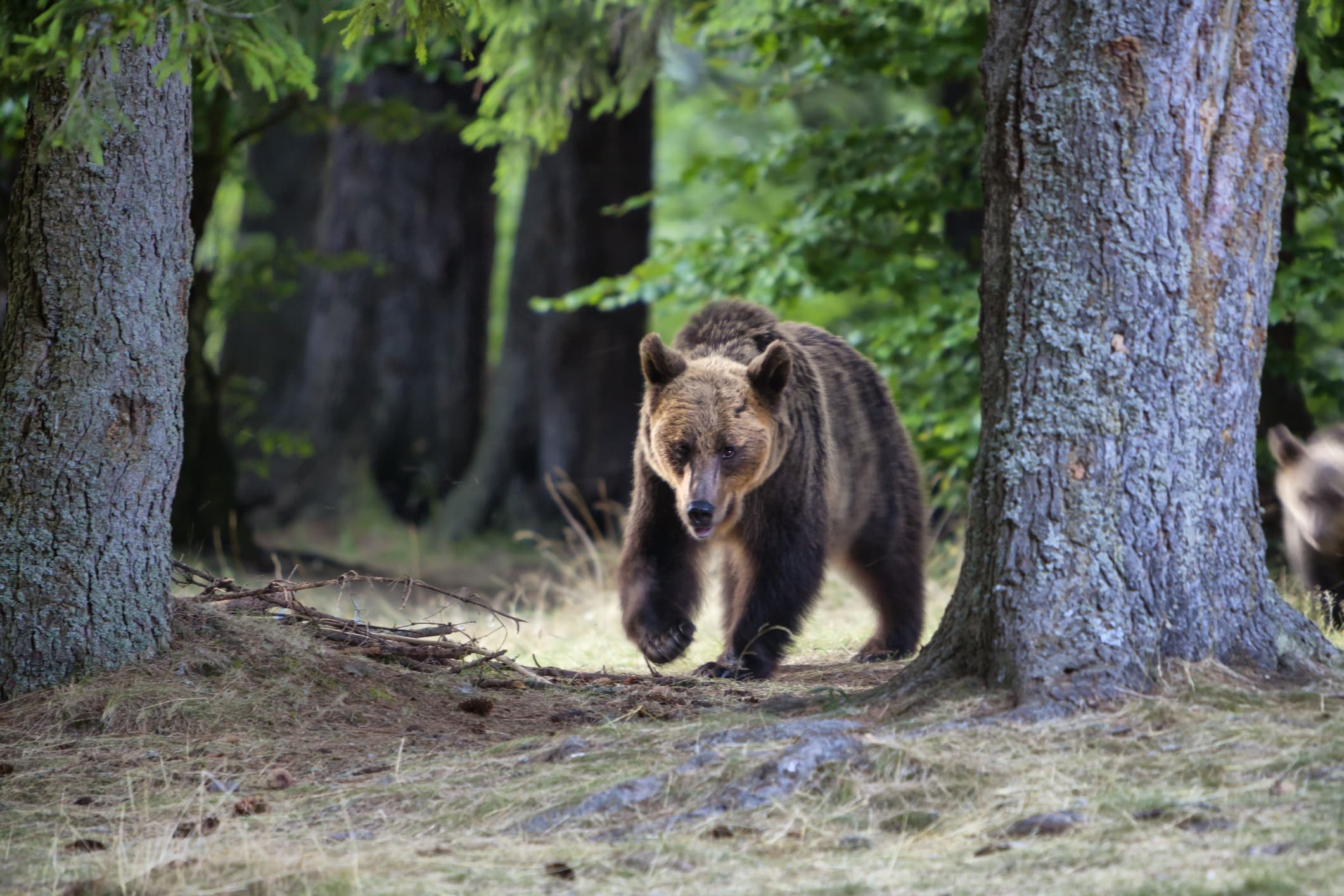 Romanian authorities kill bear that attacked and killed tourist on mountain trail