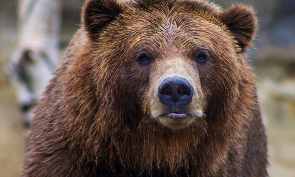 Central Romania: Bear that attacked animals at the Târgu Mureş Zoo shot