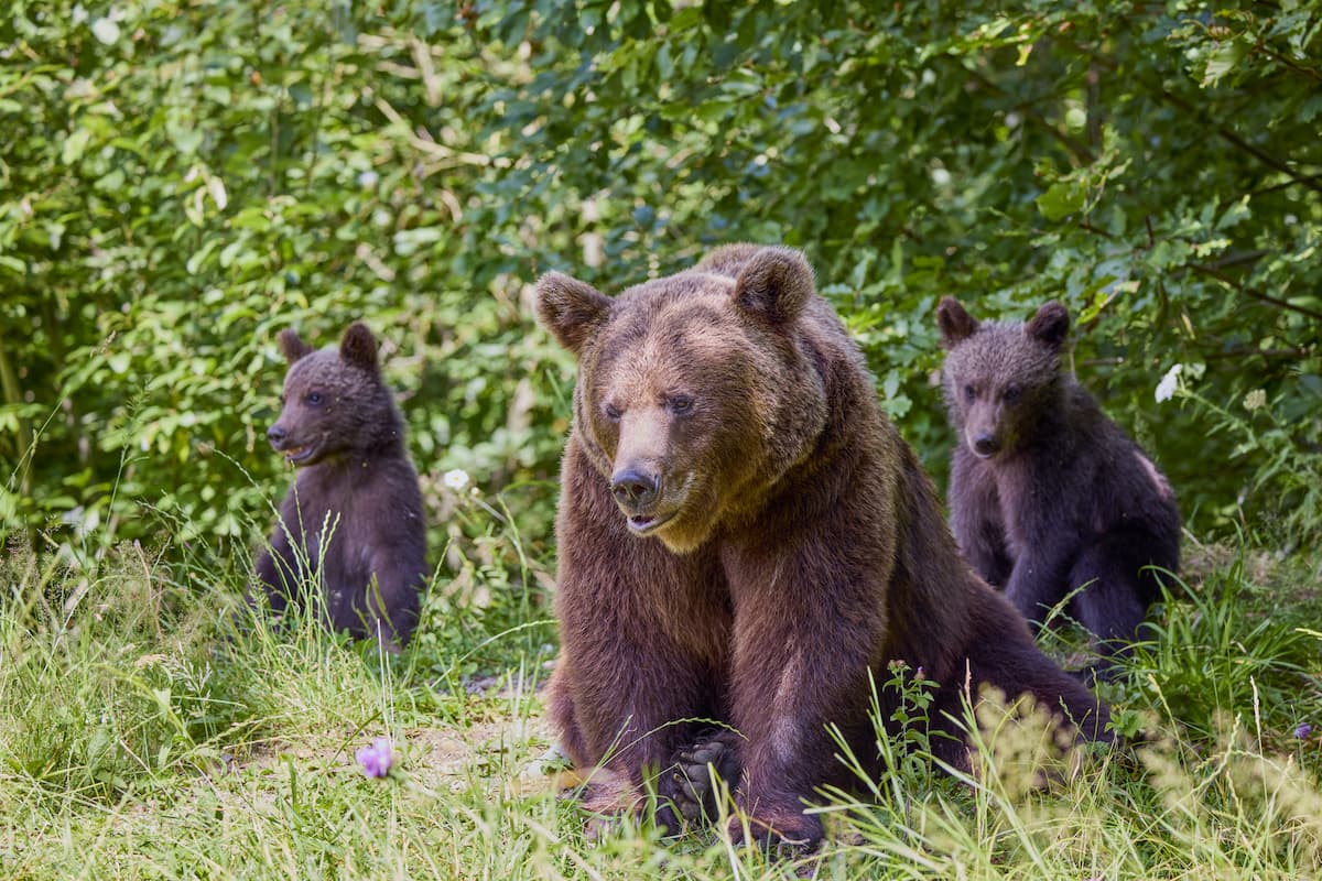 Romanian Parliament votes to increase hunting quota for brown bears