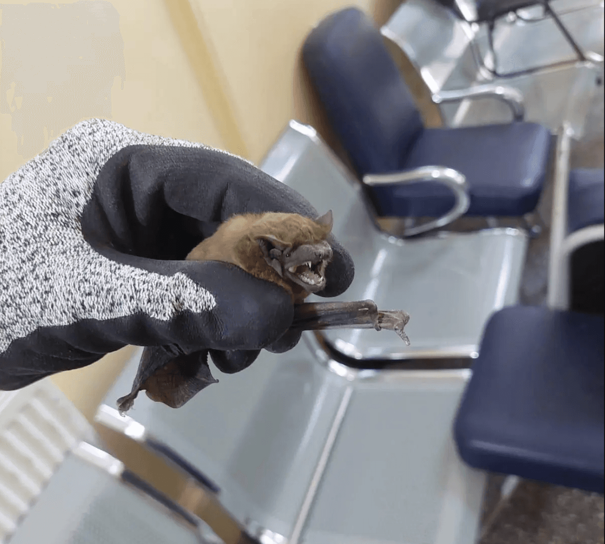 Around 200 bats removed from Iași County Hospital in eastern Romania
