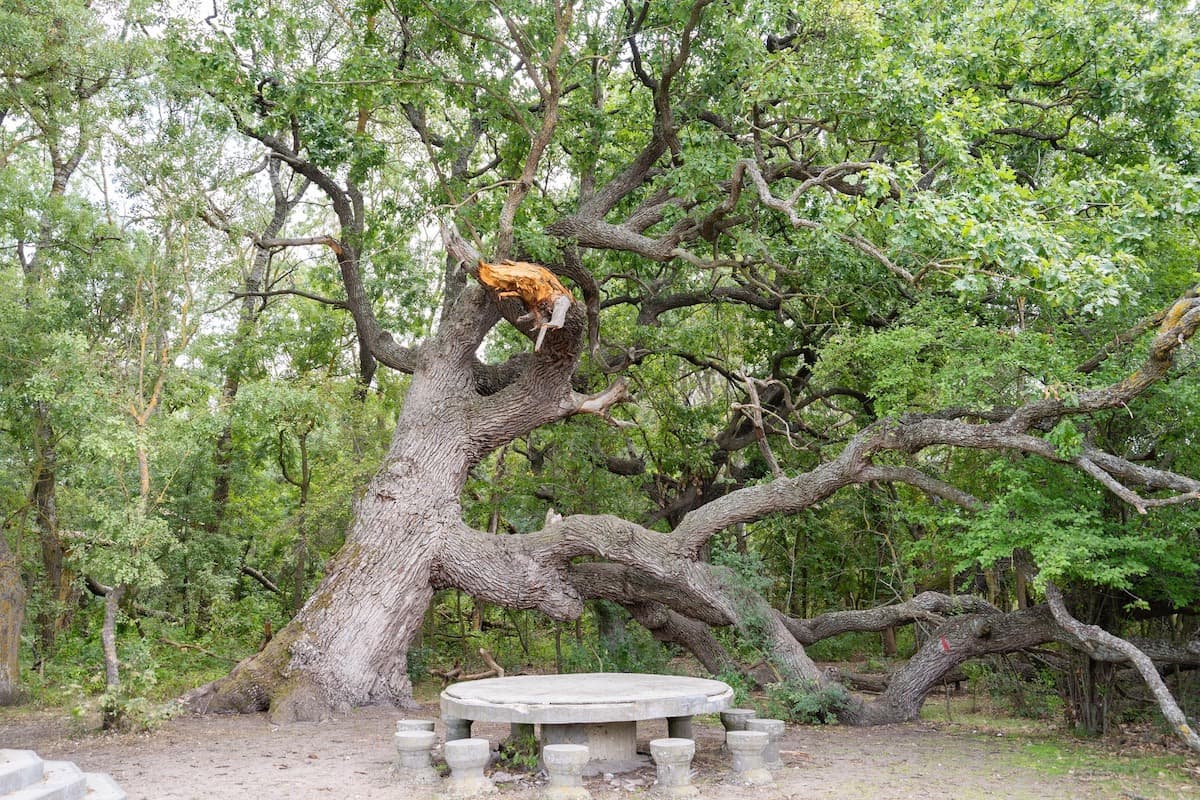 ‘Kneeling Oak’ in Romania’s Danube Delta to receive natural monument status