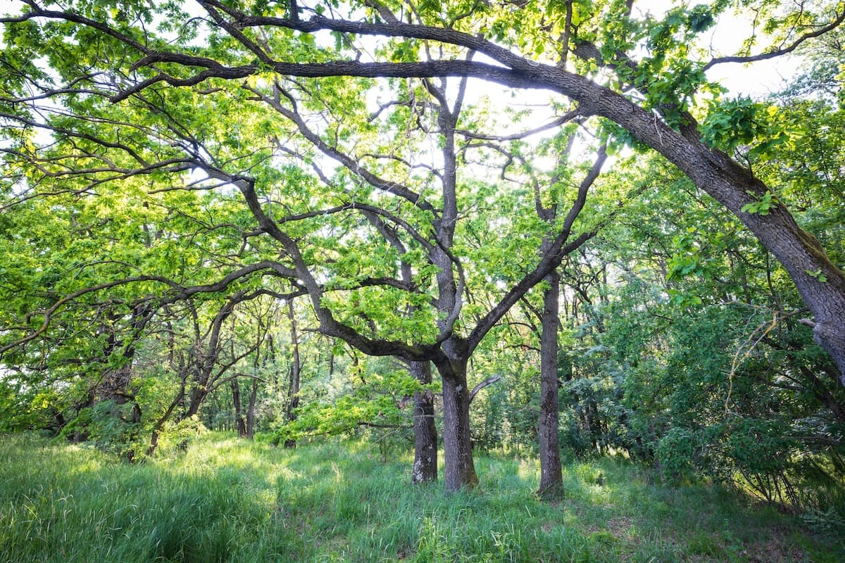 Chamber of Deputies committee approves Forestry Code amendments to legislate green belts in Romania