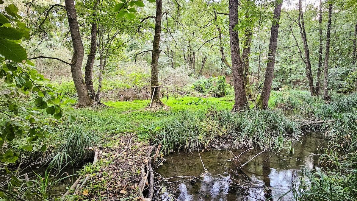Romania’s new Forestry Code safeguards forests around Bucharest, paves way for creating green belts nationwide