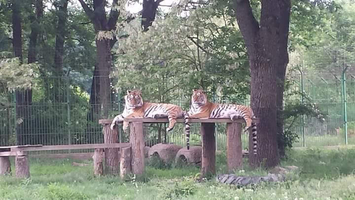 Southern Romania: Zoo employee killed by tiger at Pitești Zoo