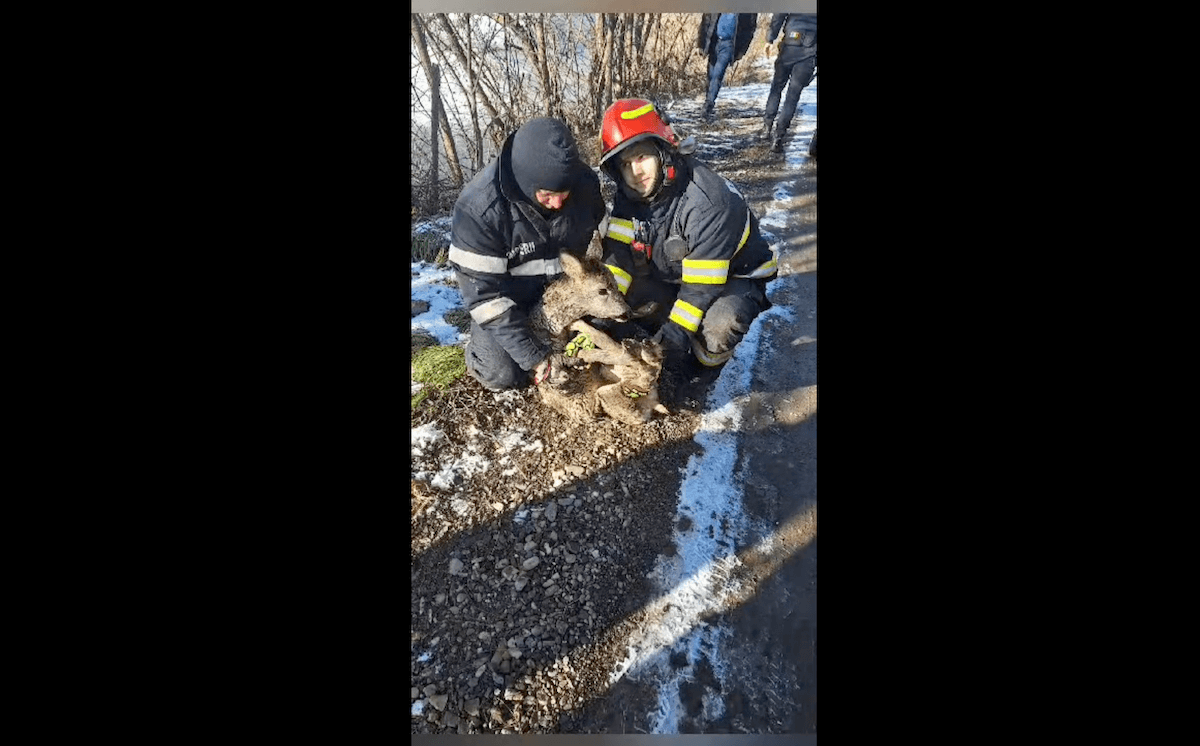 Watch: Romanian firefighters rescue young deer from icy water