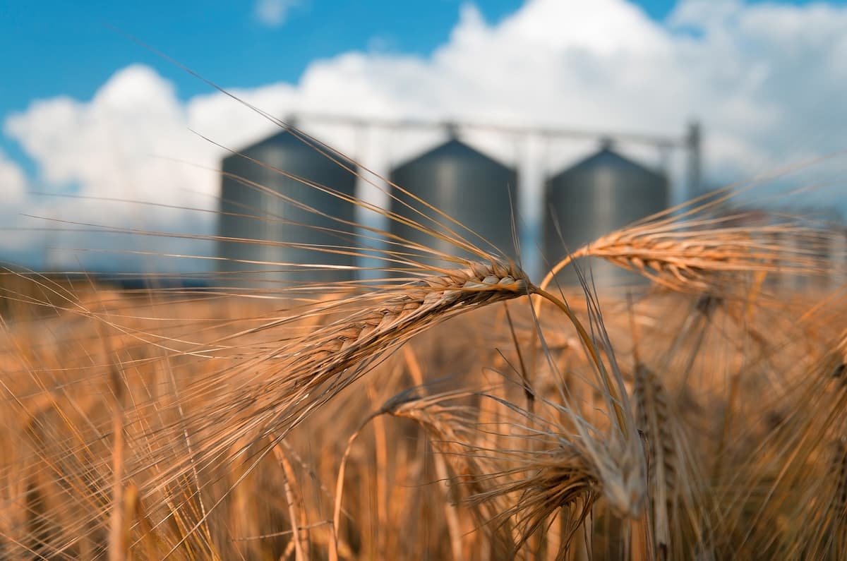 Ameropa Grains to sell key silos in Romania's Călăraşi and Constanţa