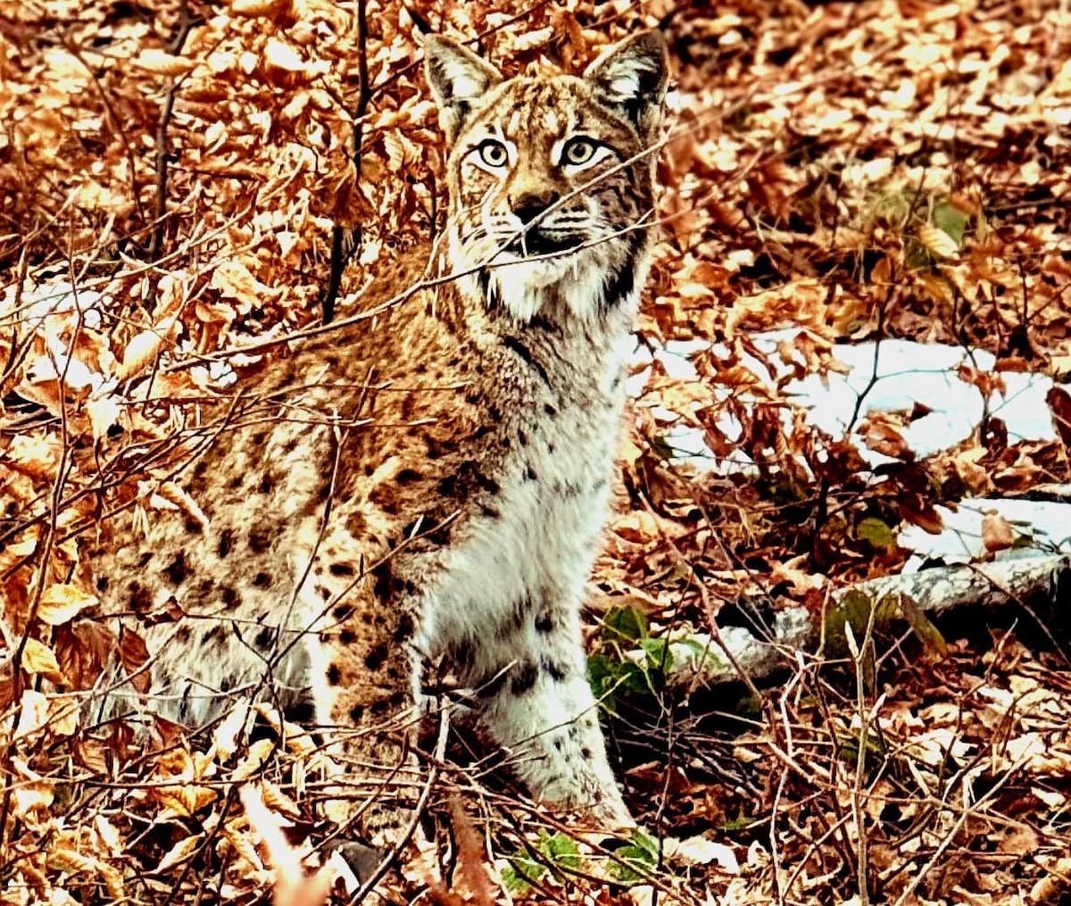 Romanian mountain rescuers save lynx that fell into a well