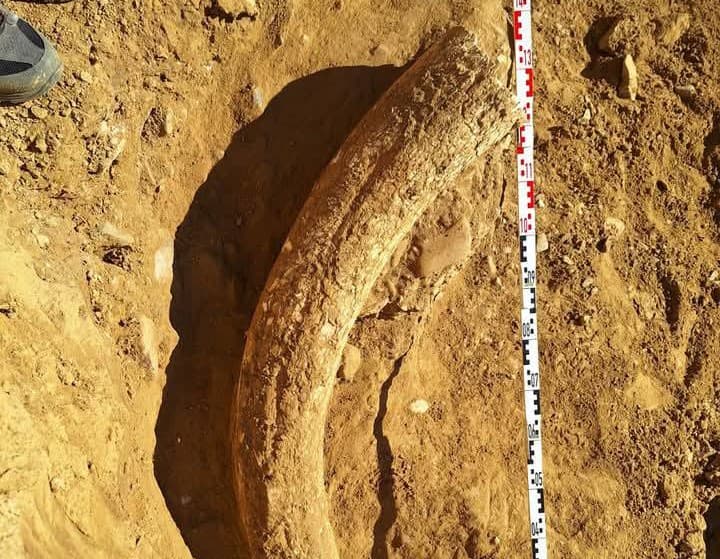 Woolly mammoth tooth discovered in southern Romania