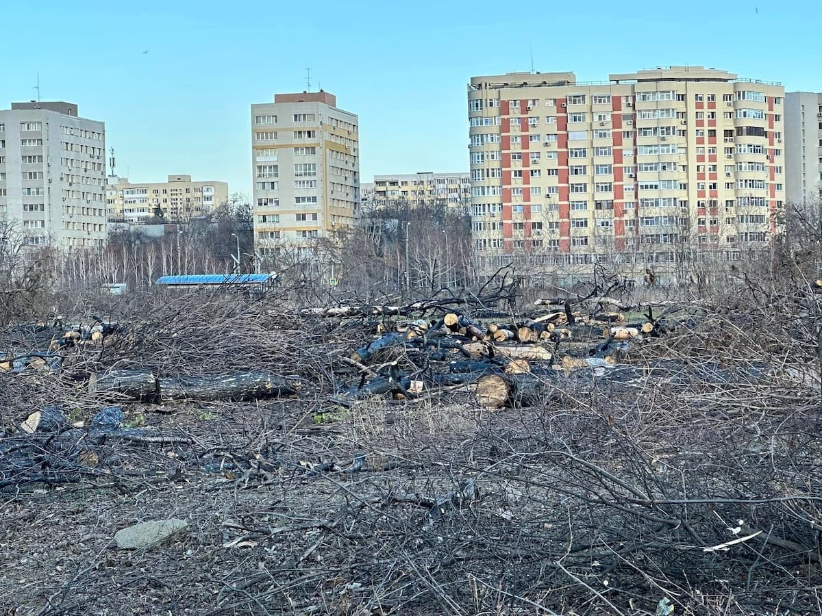 Public petition urges for stricter fines for illegal tree cutting in Bucharest