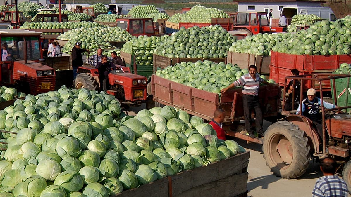 Cabbage, Potatoes and Other Demons. Ten Years Later: Sequel documentary about farmers' challenges in village near Bucharest released this week