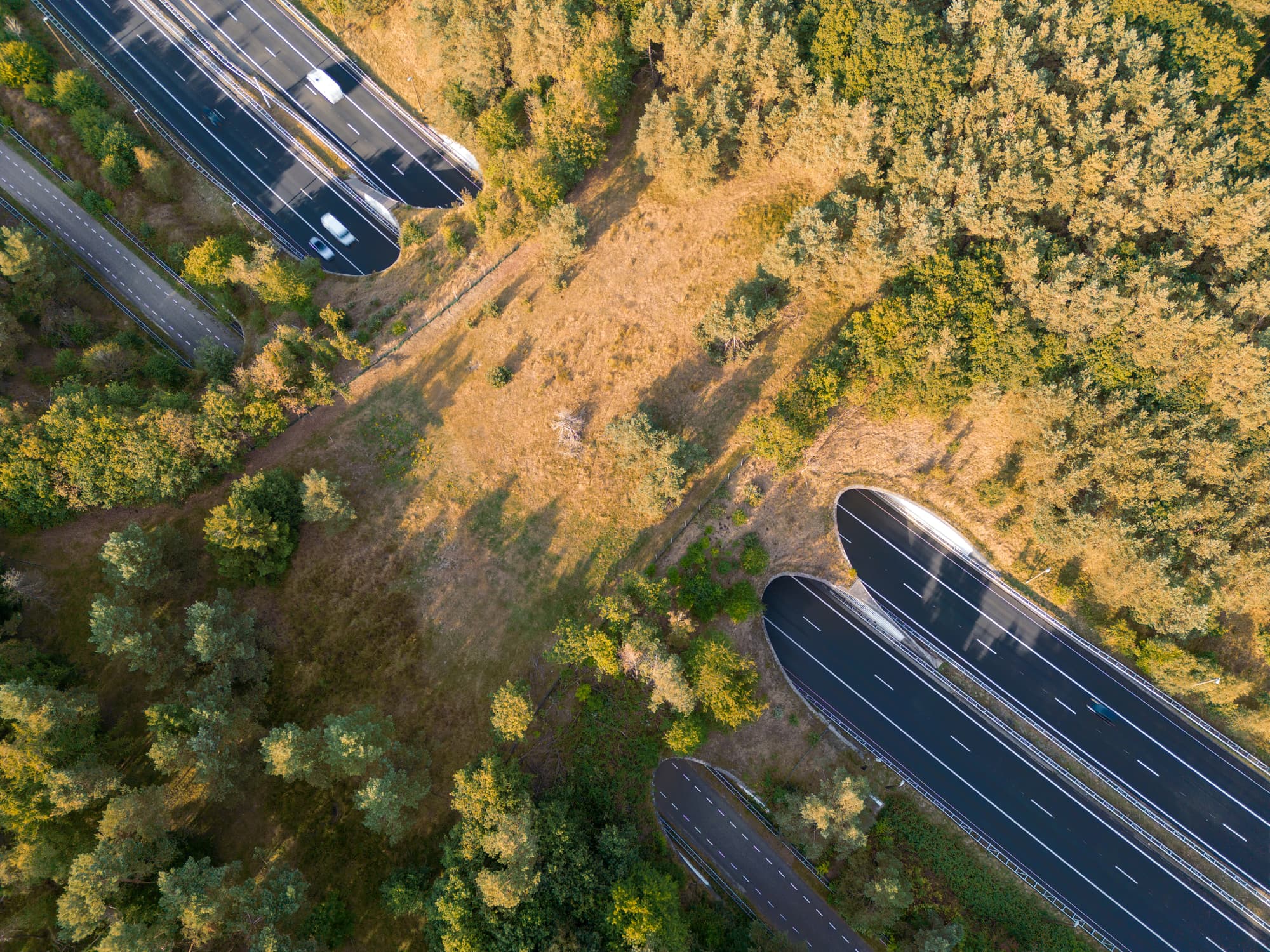 Romania’s Sibiu-Pitești highway to feature largest ecoduct in the country