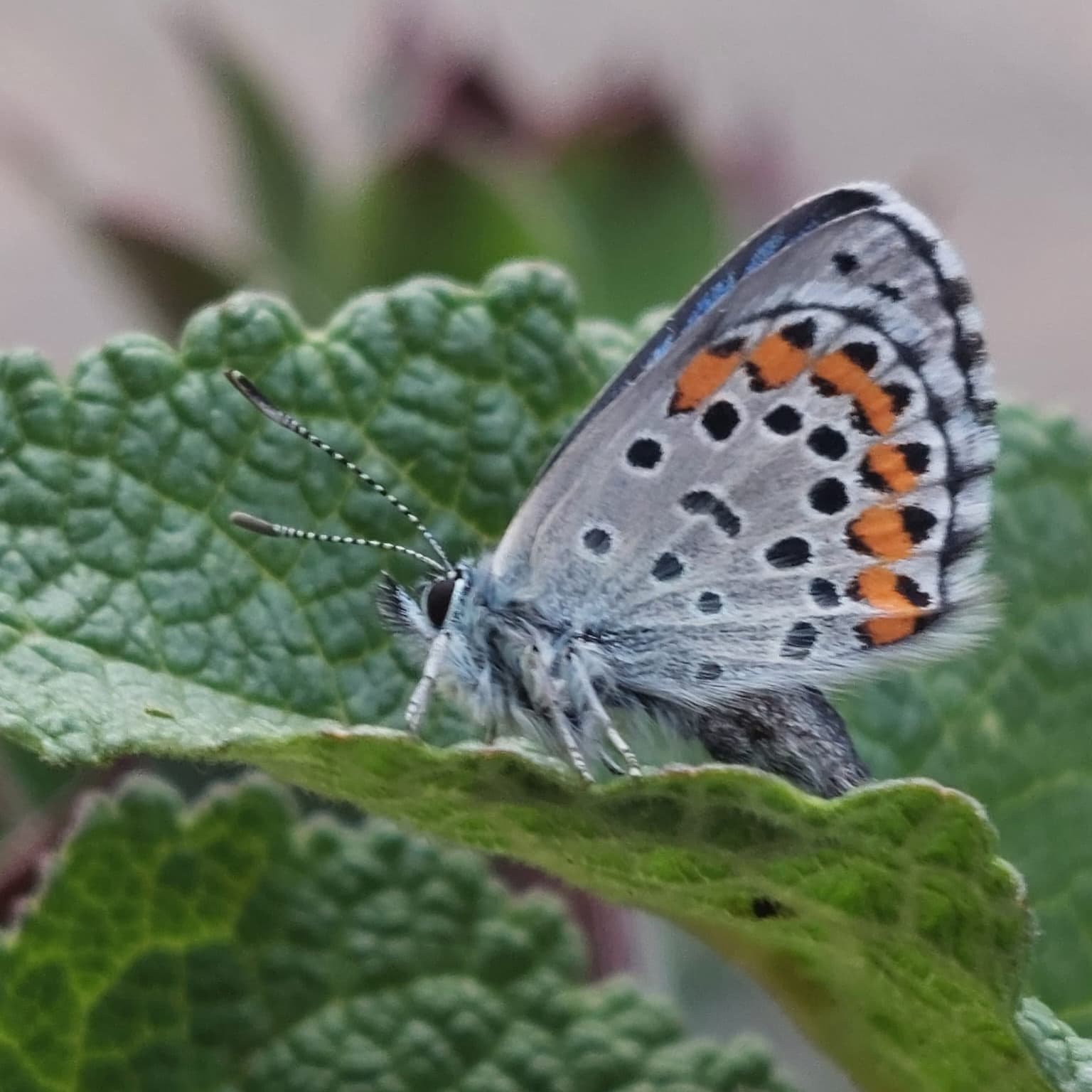 Central Romania: Biodiversity conservation NGO reintroduces protected butterfly species