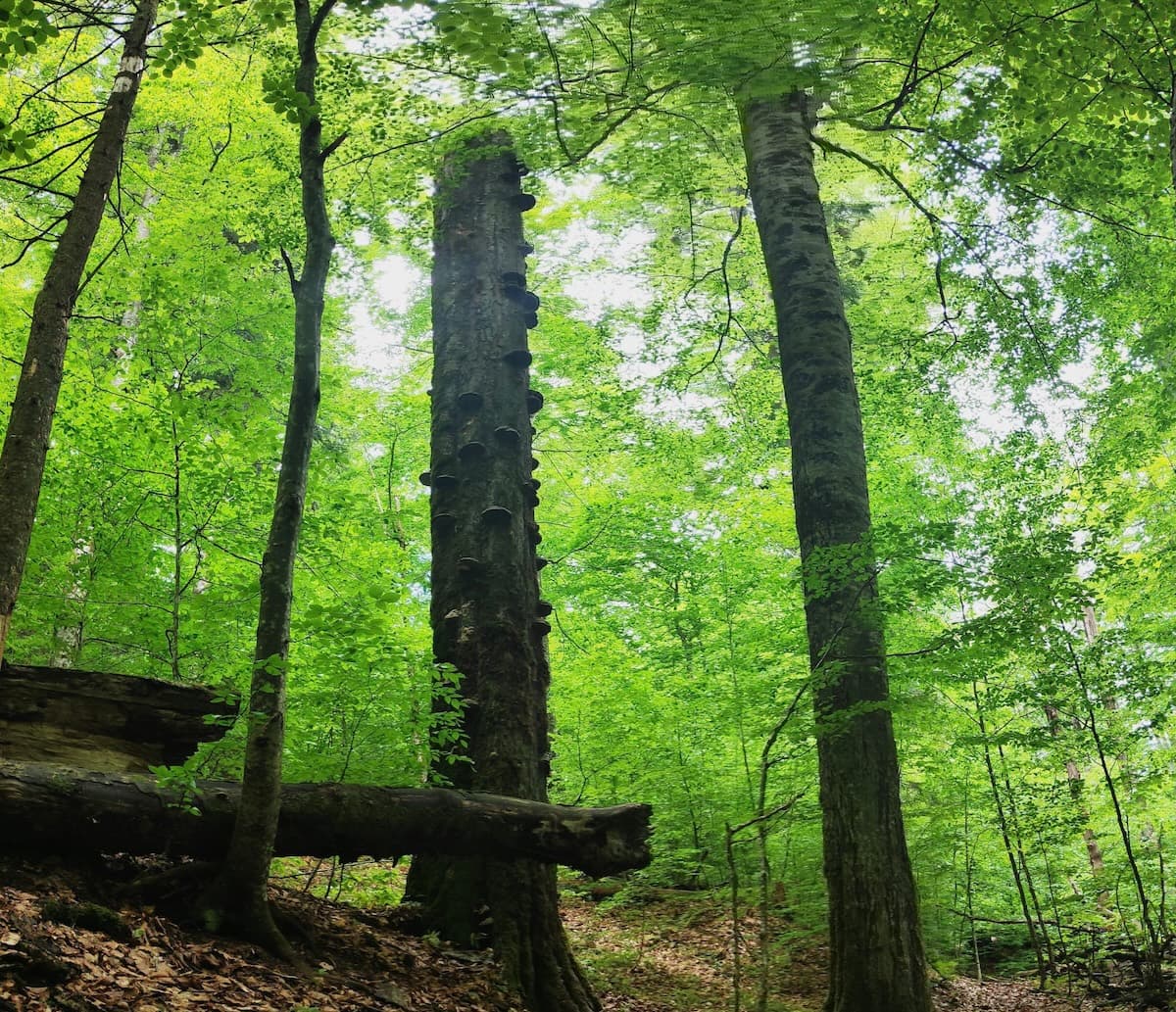 WWF backs forest therapy trail and Blue Zone research in Romania’s ancient Băiuț forests