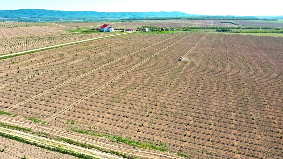 Romanian entrepreneur secures EUR 4.6 mln in EU funds to expand and modernize hazelnut plantations