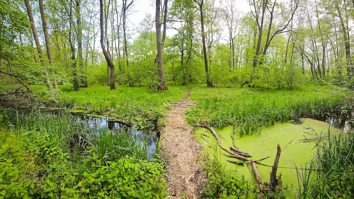 Romanian civic platform urges parties to include national green belt policy in next government program