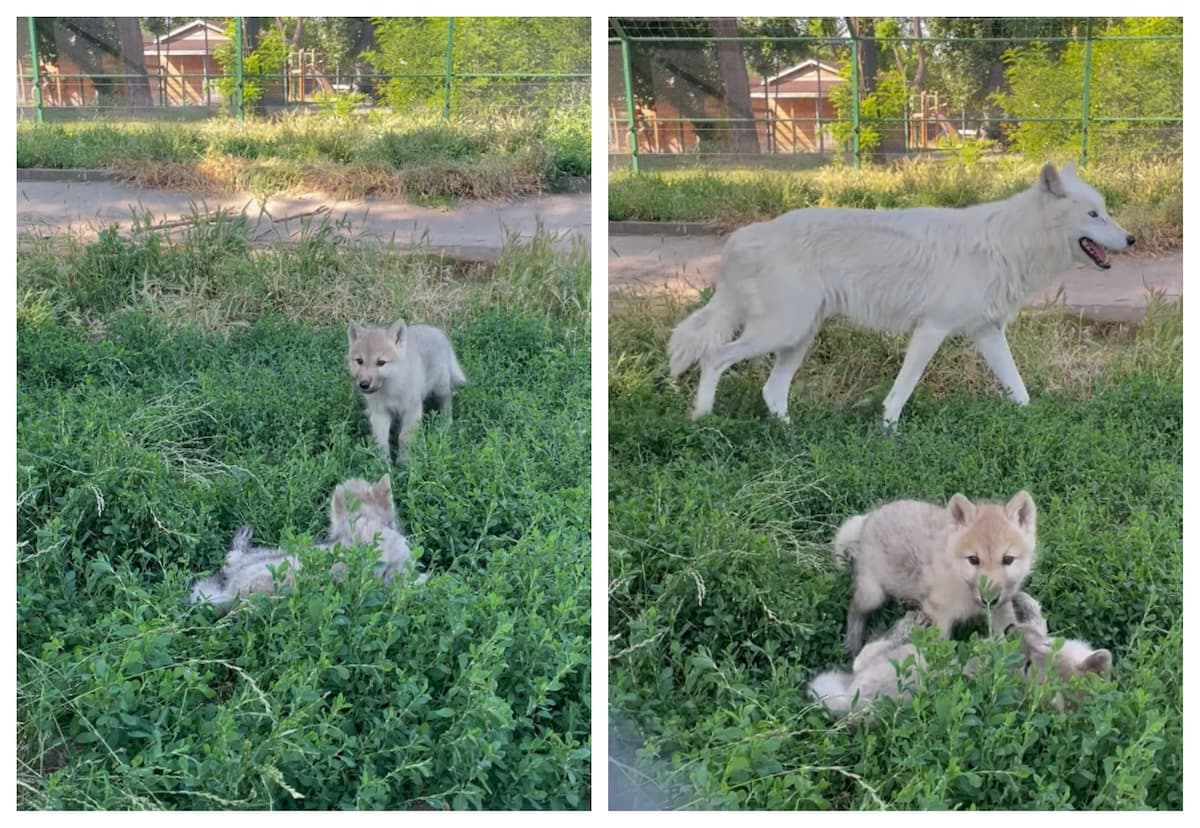 Arctic wolf cubs born at Oradea Zoo in Romania