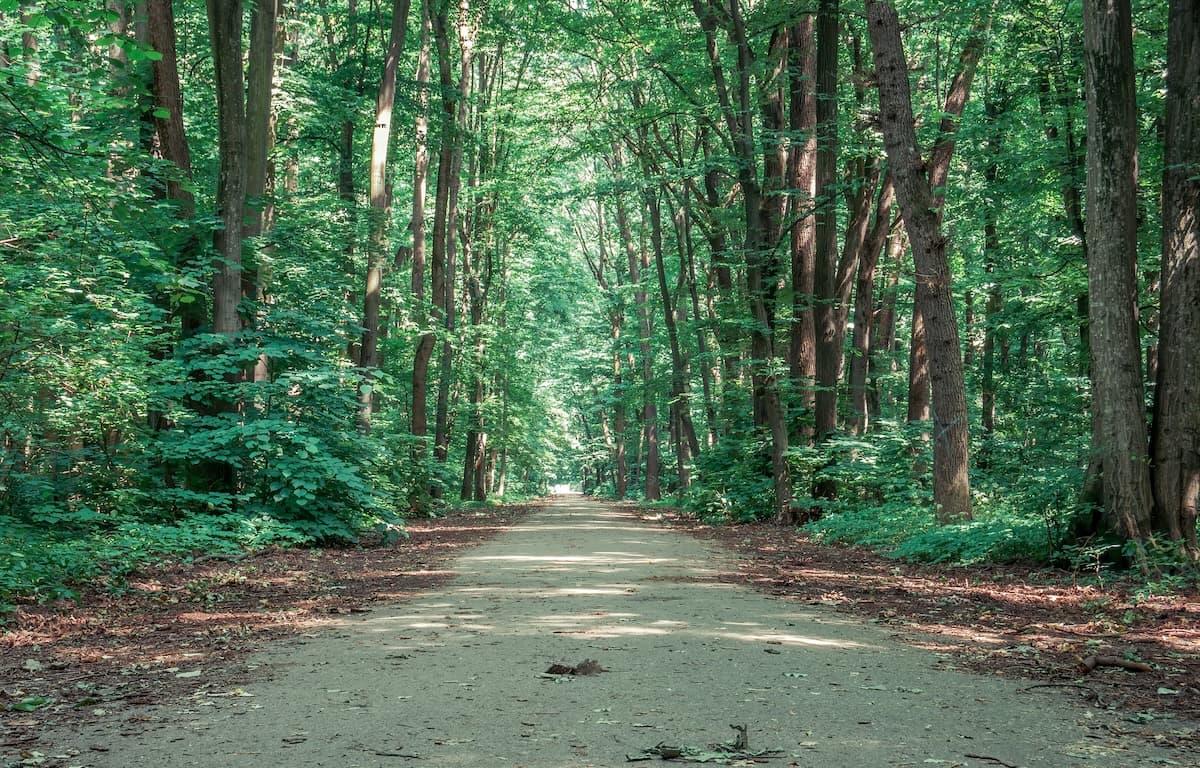 Environmental groups warn against opening roads for cars in Bucharest’s Băneasa Forest