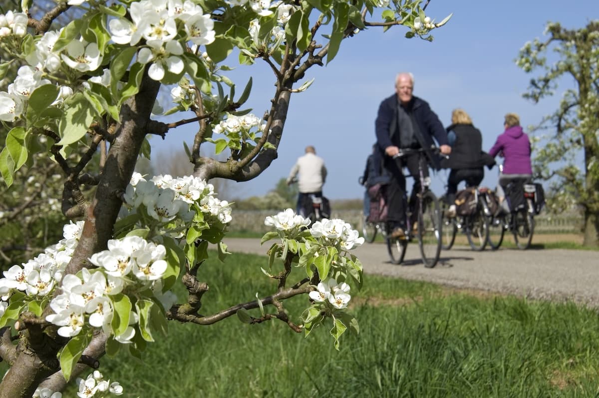 Southern Romania: New Zealand-inspired project to plant fruit trees in urban areas around Buzău