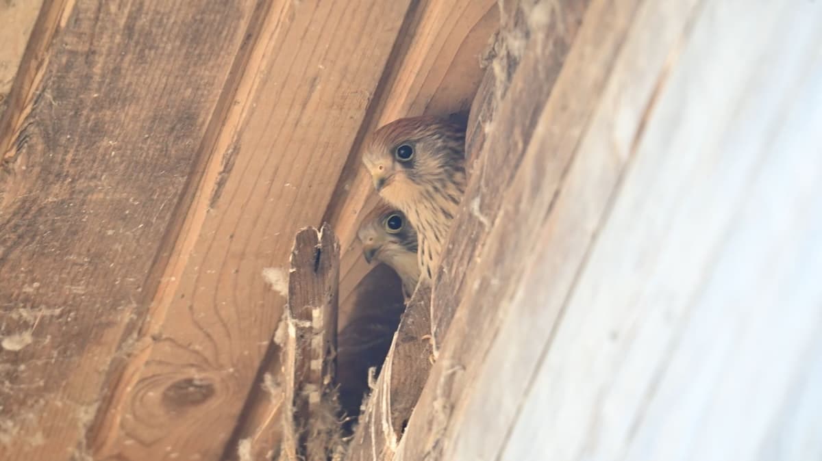 Rare bird returns: Lesser kestrel confirmed nesting in Romania after more than a century