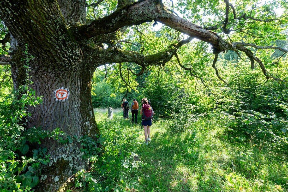Via Transilvanica officially recognized as national hiking trail in Romania