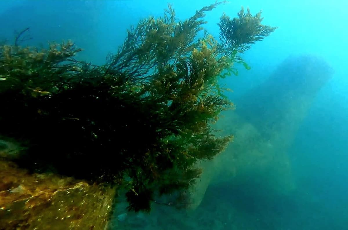 Romanian project creates seagrass meadows, artificial reefs in the Black Sea