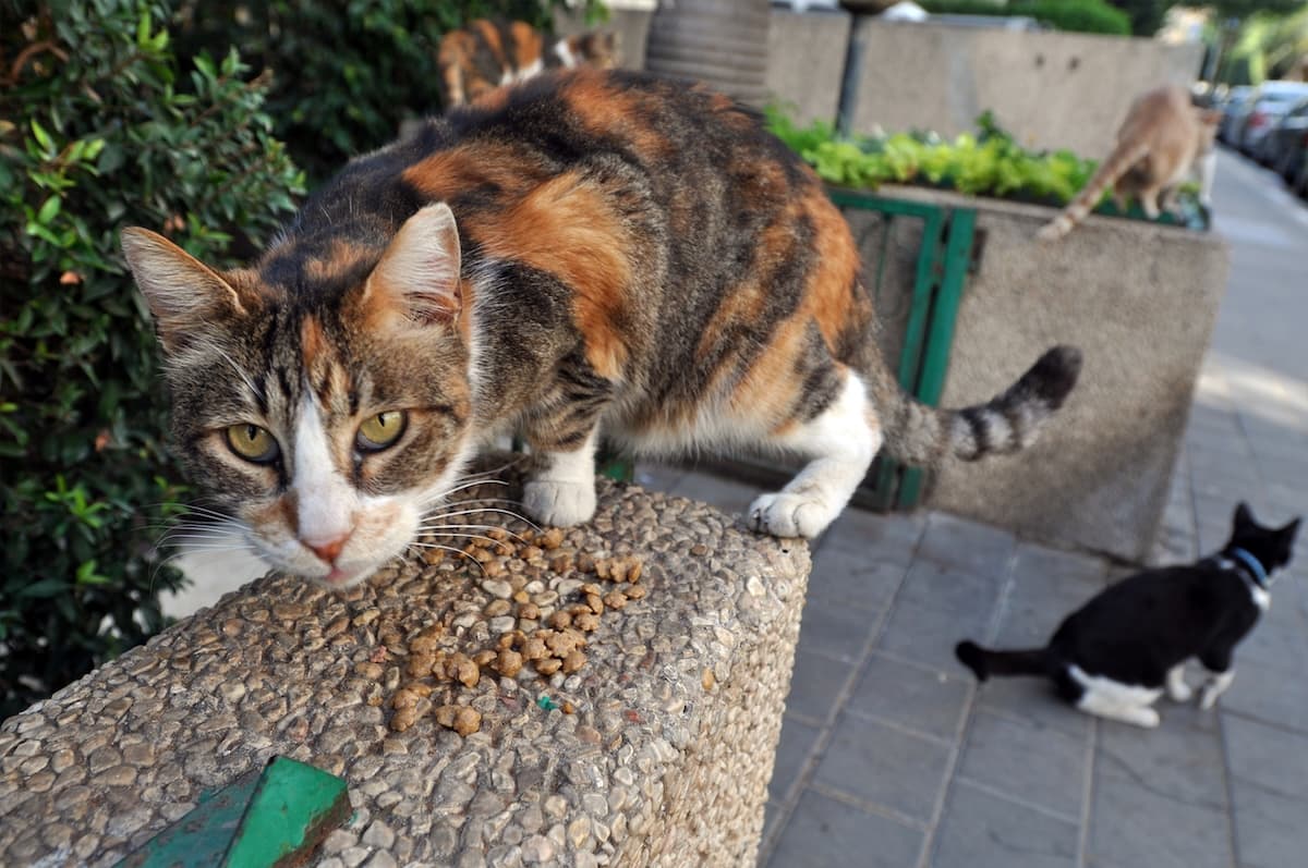 Interim mayor announces free sterilization program for 10,000 cats in Bucharest