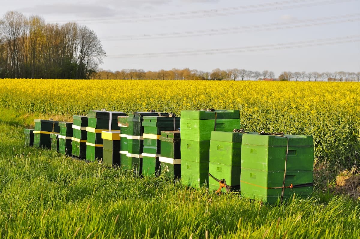 EC opens infringement procedure against Romania on permissive neonicotinoids regime