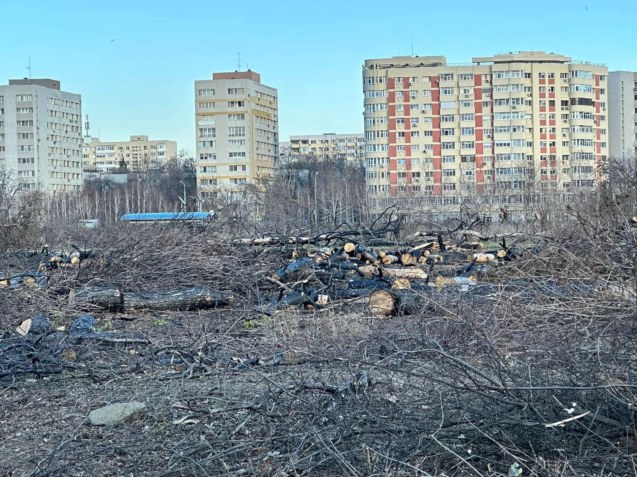 Over 50 NGOs call on Bucharest city officials to increase fines for illegal deforestation