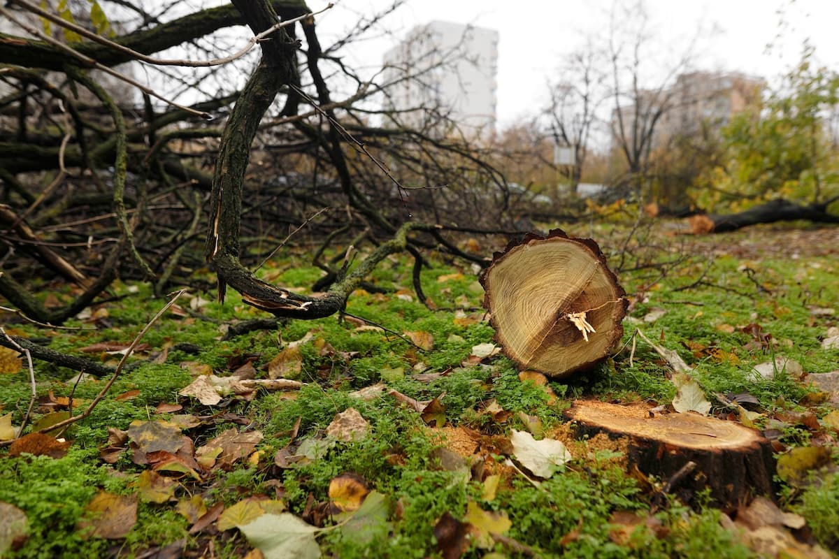 Romania’s Environment Ministry moves to criminalize illegal tree cutting in urban green spaces