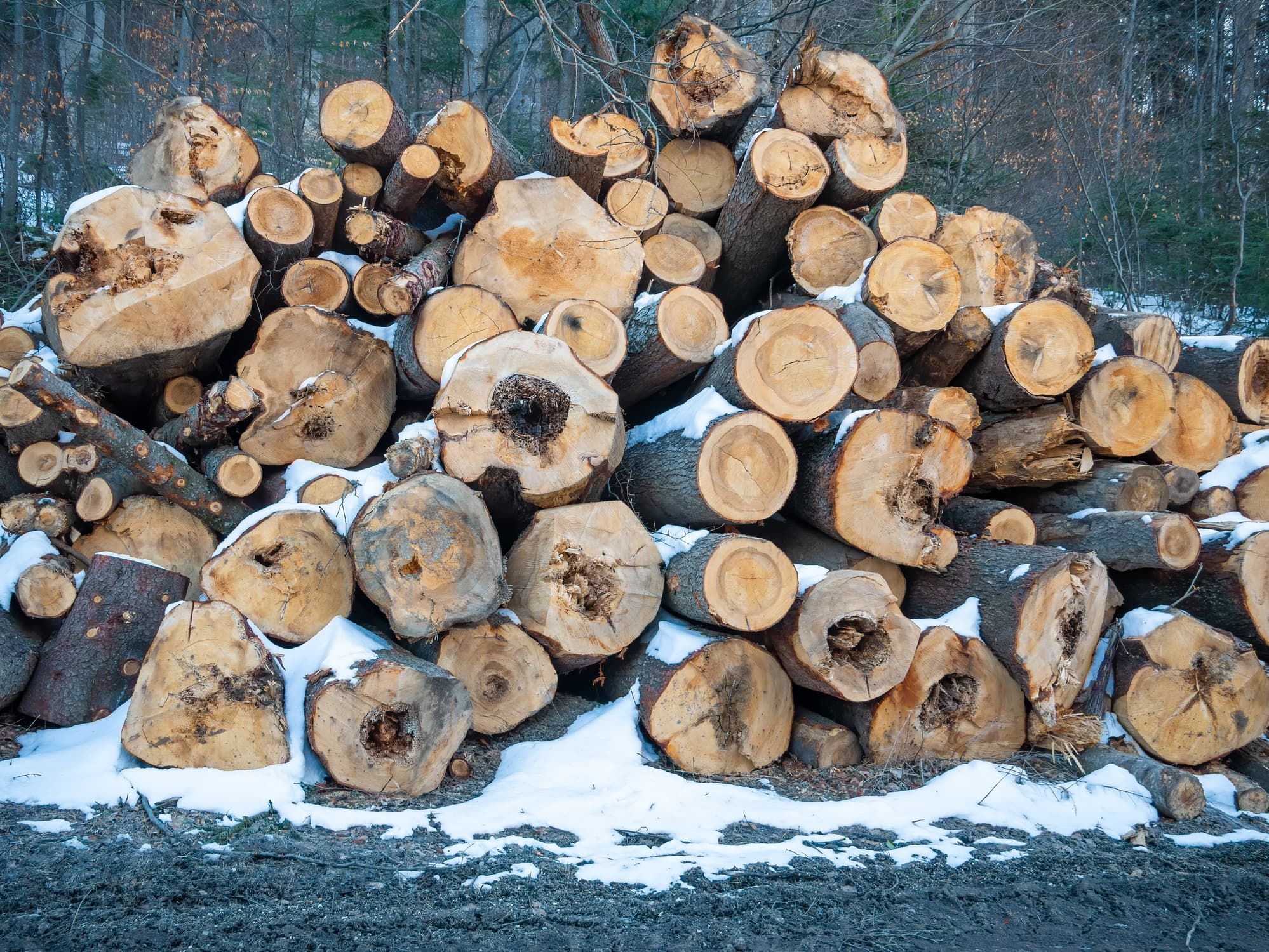 Romanian Forestry Guard discovers illegal logging near Băile Felix resort