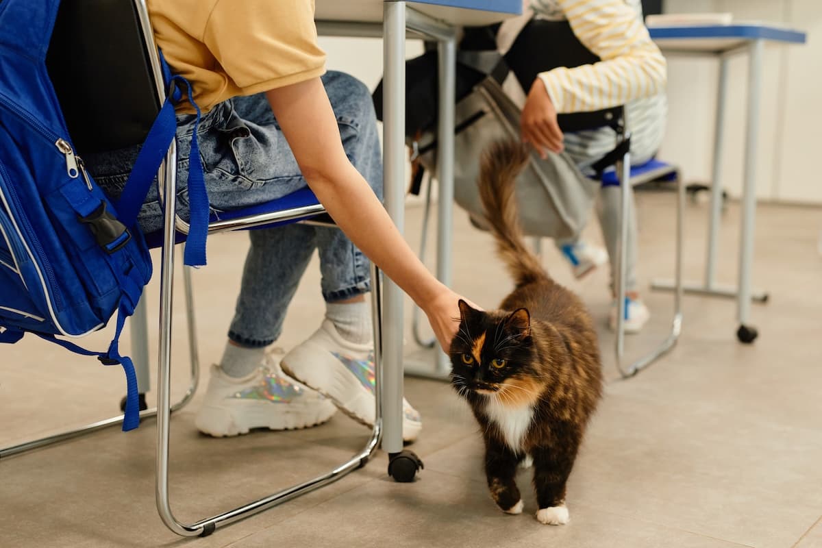 ‘An hour with and for animals’ optional subject approved for national rollout in Romanian schools