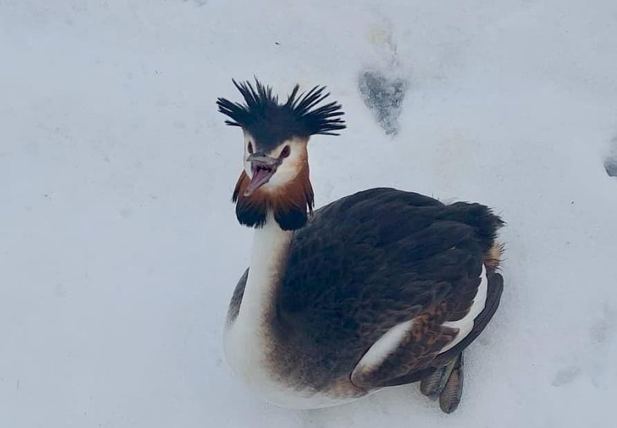 Bucharest police rescue a great crested grebe that fell into the snow