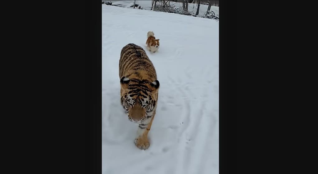 Siberian tiger filmed strolling in unauthorized makeshift zoo in southern Romania