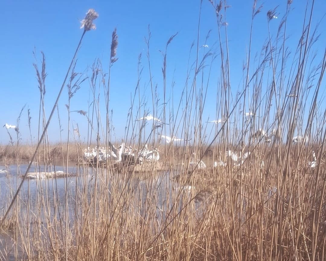 New generation of Dalmatian pelicans hatching in Romania’s Danube Delta