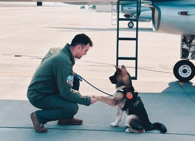 Romanian military pilot drowned while trying to save dog
