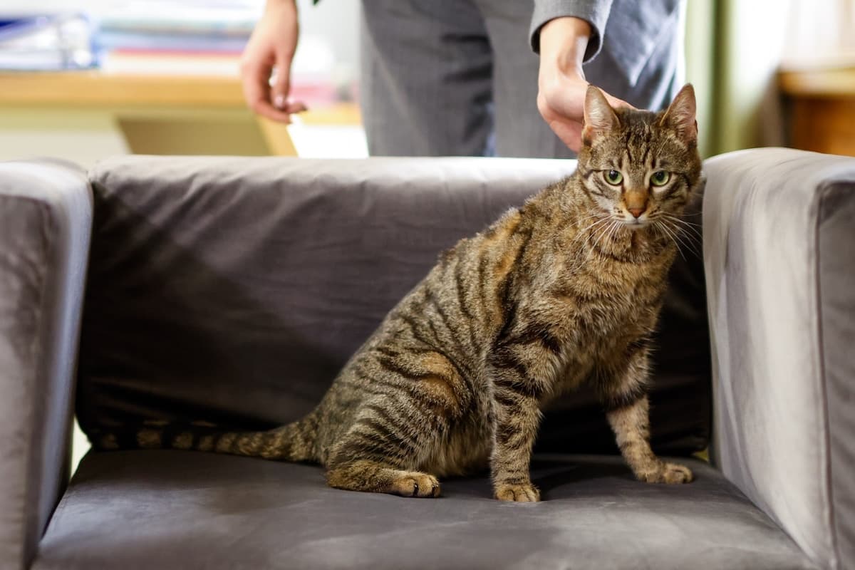 Romania’s Environment Ministry adopts abused cat to promote responsible pet adoption
