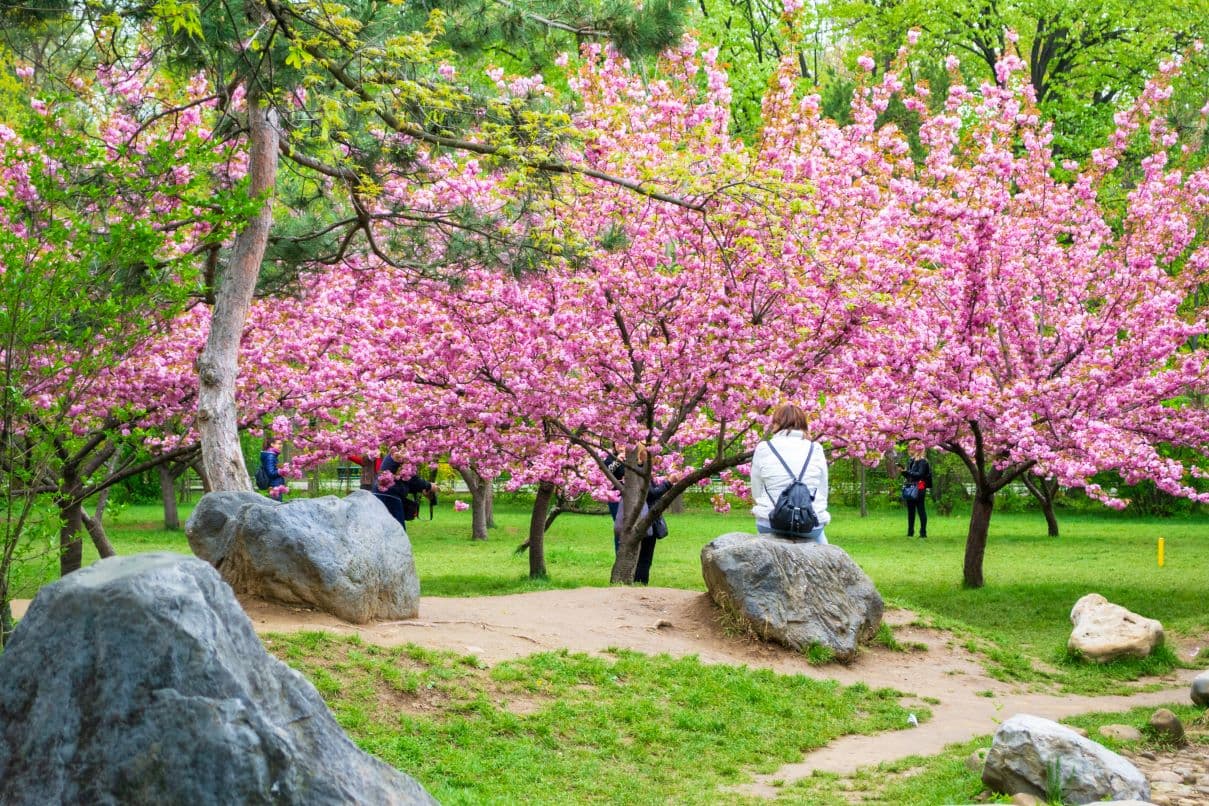 Hanami celebration in Bucharest’s King Michael I park