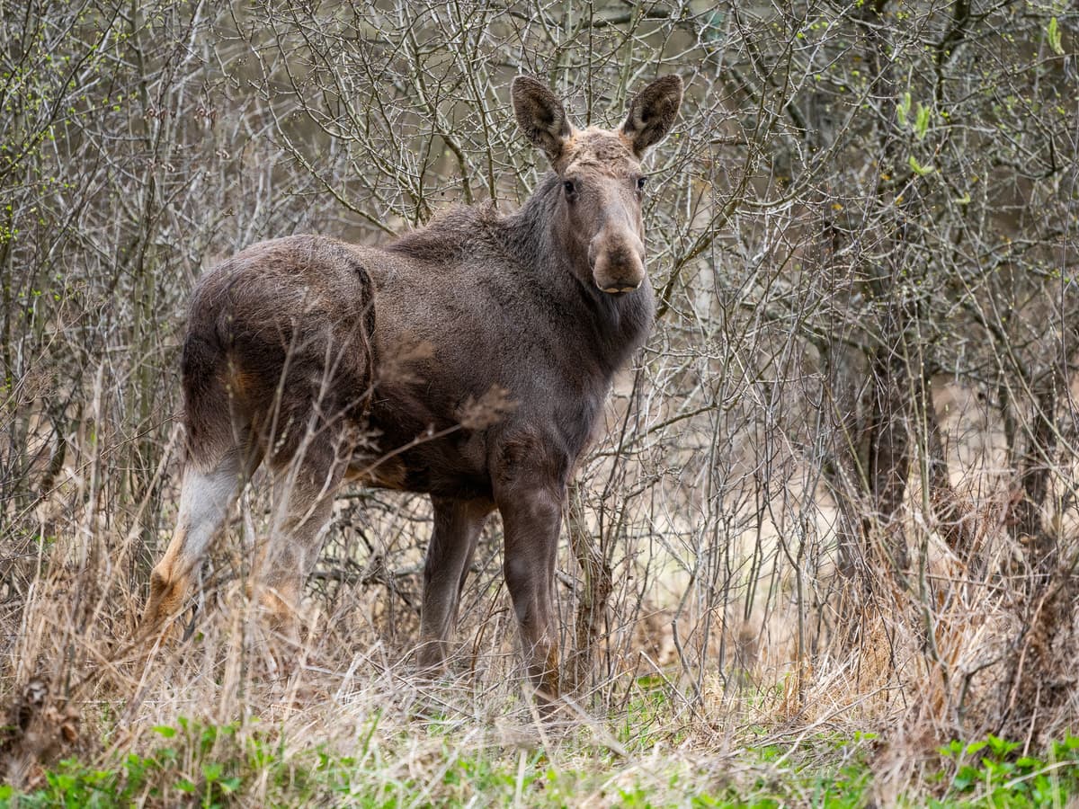 Historic comeback: Moose reintroduced to Romania’s Vânători-Neamț Natural Park