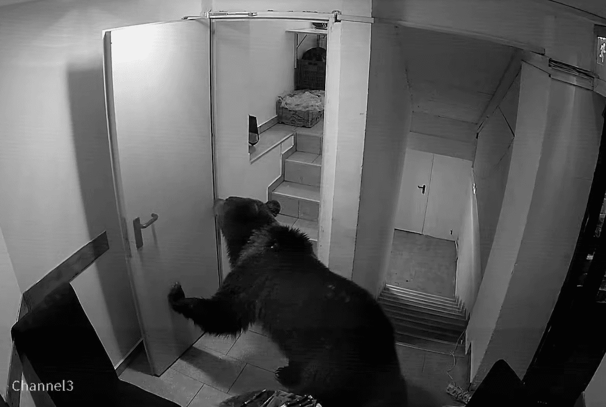 Bear captured on surveillance video entering hotel in Romania’s Poiana Brașov