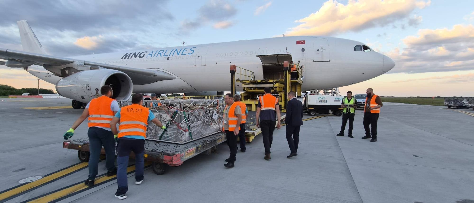 Romania sends over 4,000 sheep to Algeria via cargo planes