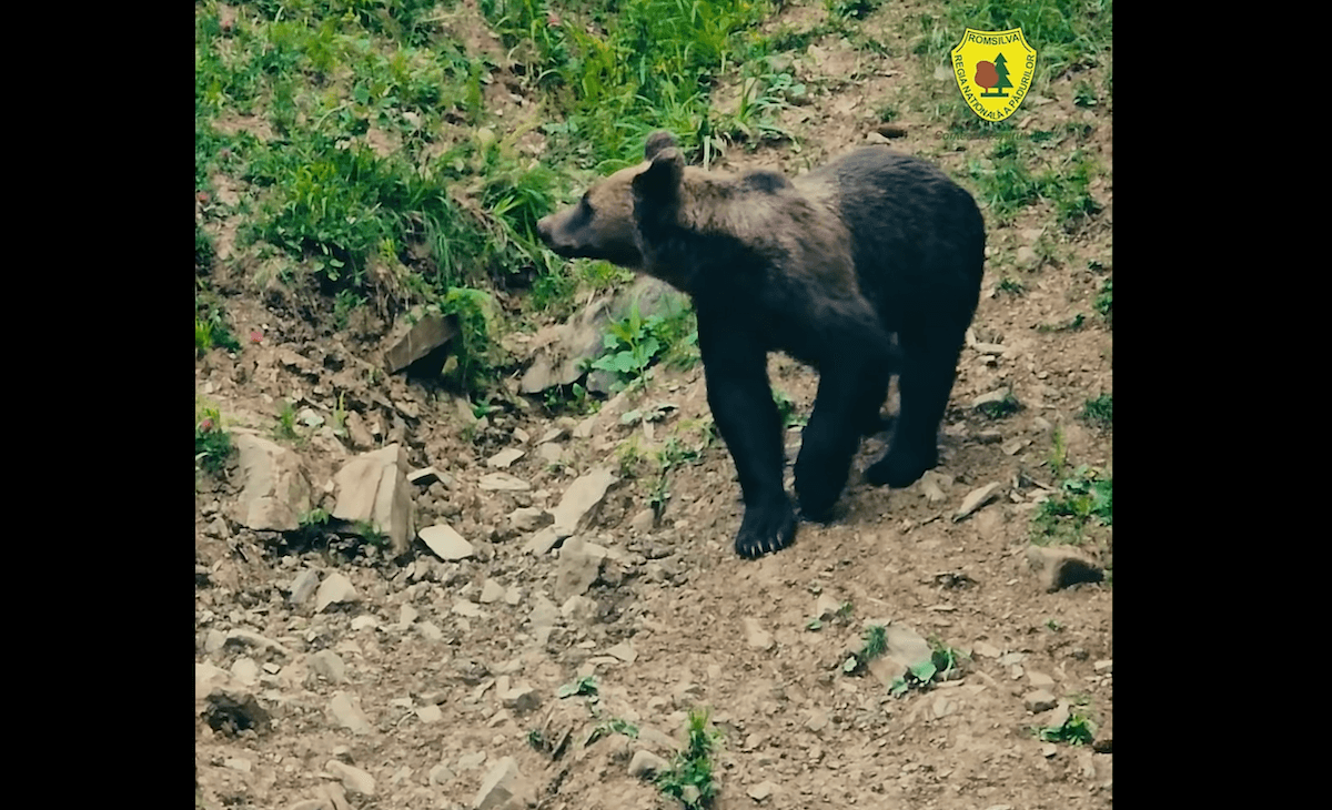 Rare bear-wild boar encounter captured on camera in Romania's Suceava forest