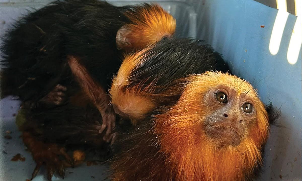 Four monkeys found in car without legal documents at Romania's border with Serbia