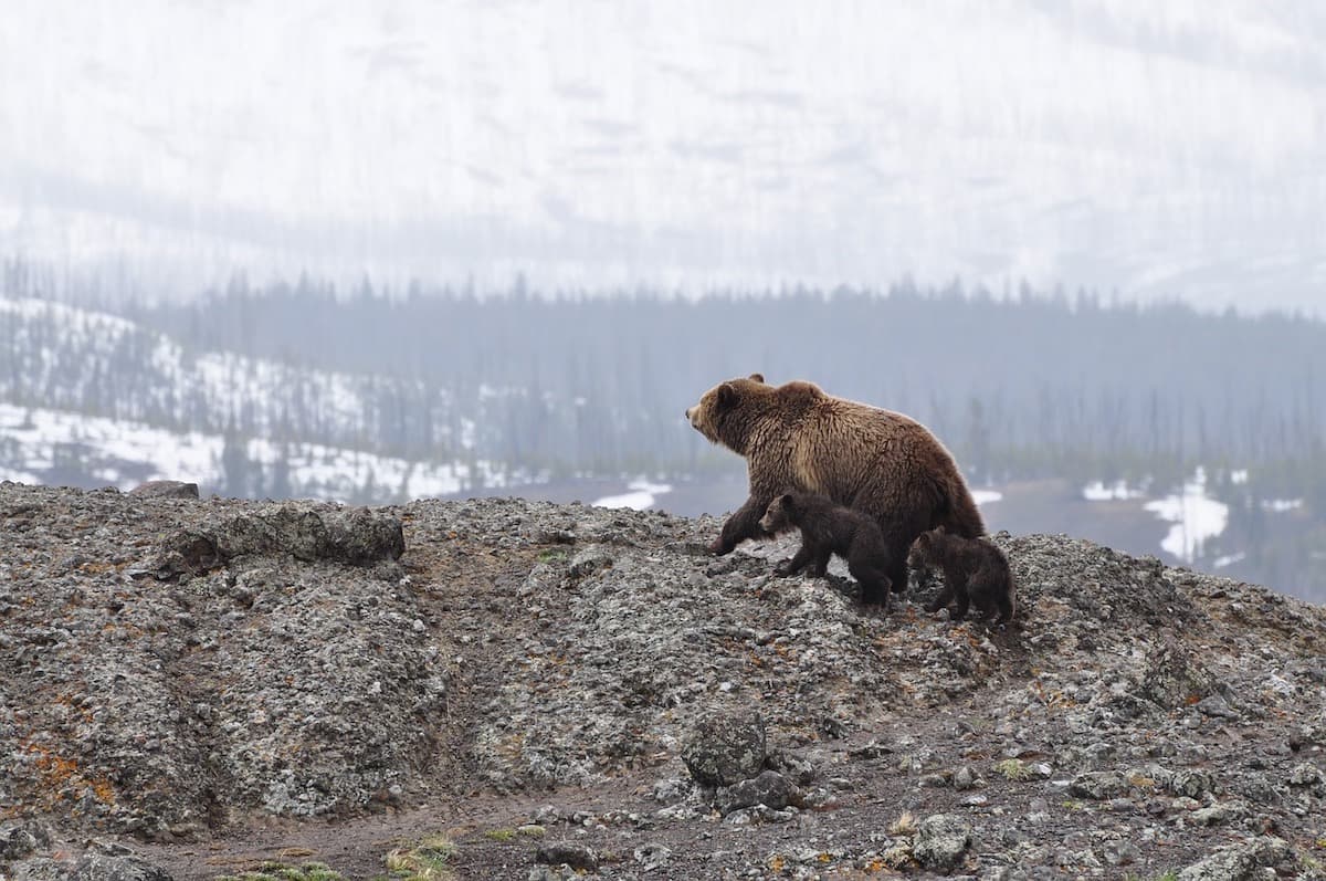 Polish tourist escapes bear attack in Romania’s Rodnei Mountains