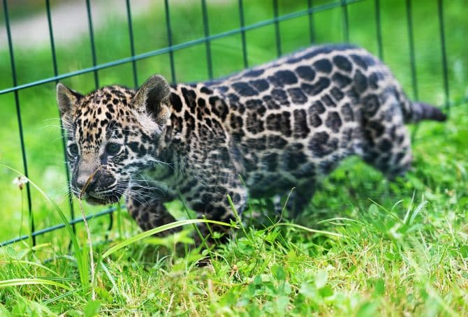 Baby jaguar is the new attraction of Sibiu Zoo