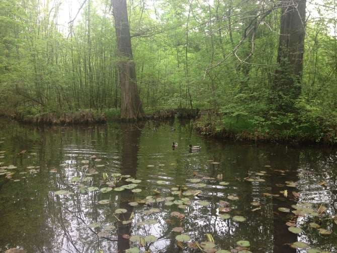Into the wild in the middle of Bucharest: the challenges of the Botanical Garden