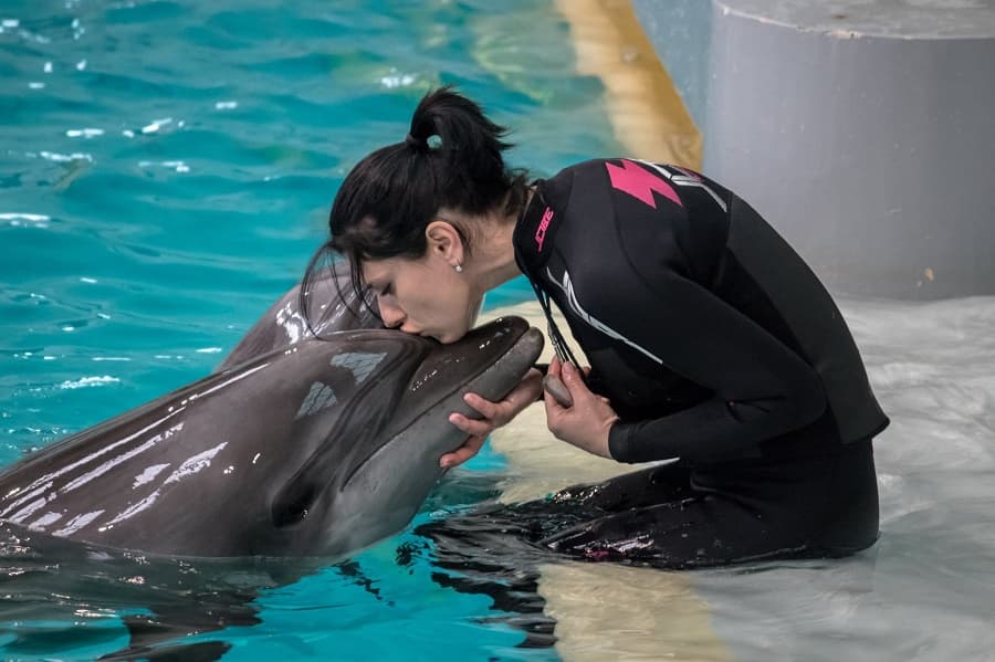 No more acrobatic performances at Constanta Dolphinarium