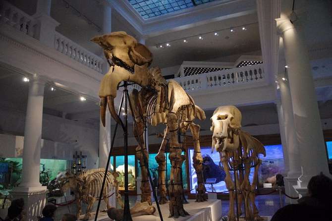 Children get to spend a night among giants at natural history museum in Bucharest
