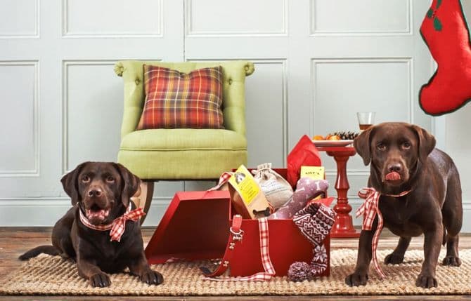 Romanian IT entrepreneur launches online shop for dog lovers in the UK