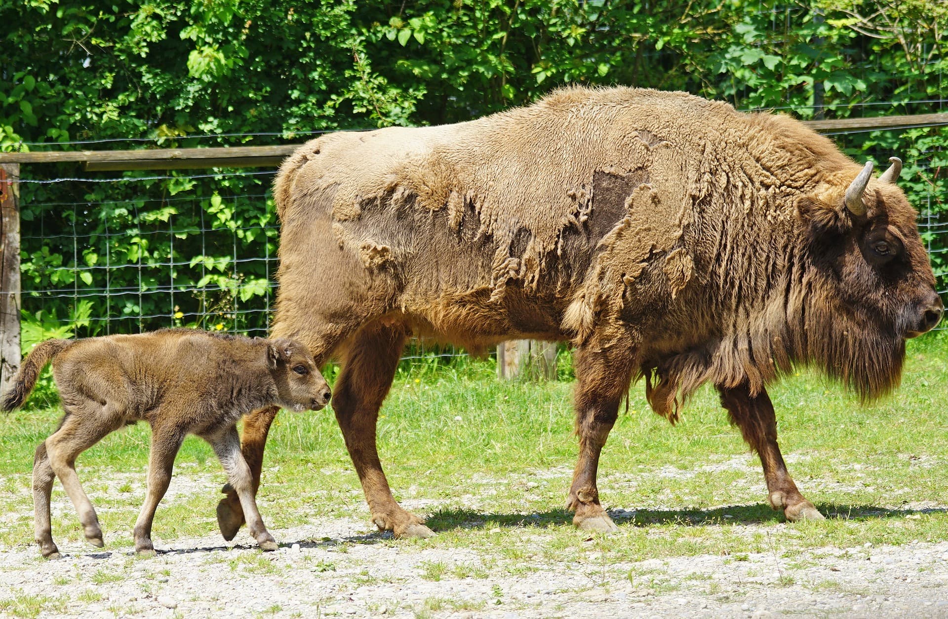 Nature in Făgăraș Mountains: The bison in Romania