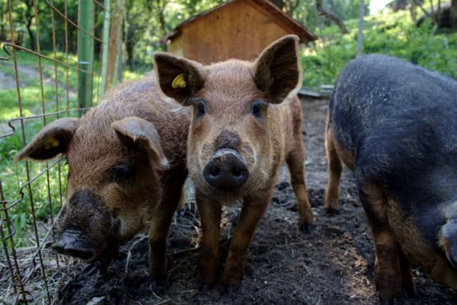 African swine fever spreads to 98 localities in Romania